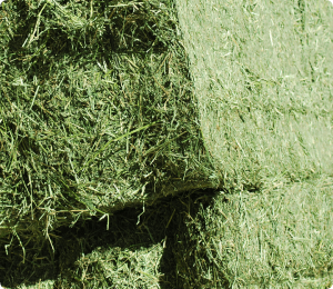 Cuerda para alfalfa deshidratada